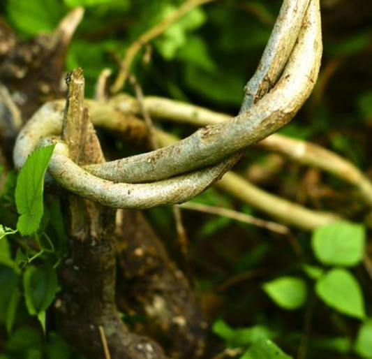 100% Handmade Kudzu vine bracelet